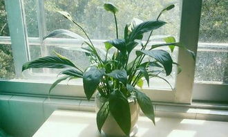 第一次種植物作文開(kāi)頭