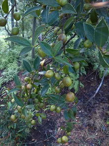 油茶種植可行性報(bào)告(油茶種植可行性報(bào)告)