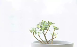 一種我喜歡的植物作文開(kāi)頭結(jié)尾