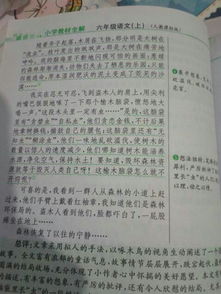 和樹(shù)木希望有關(guān)的作文開(kāi)頭
