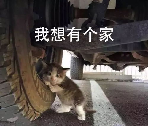 寫(xiě)喜歡貓作文的開(kāi)頭