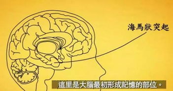 關于高度的作文開頭