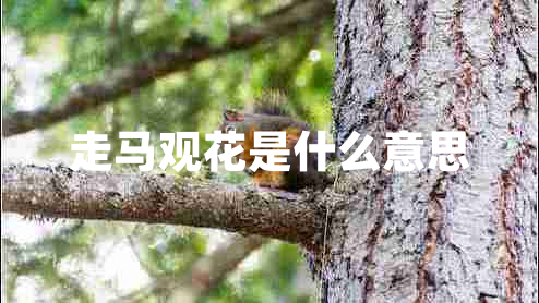 走馬觀(guān)花是什么意思