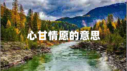 心甘情愿的意思