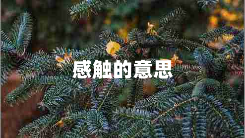 感觸的意思