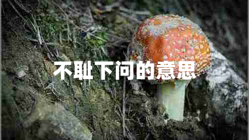 不恥下問(wèn)的意思