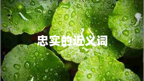 忠實(shí)的近義詞