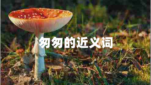 匆匆的近義詞