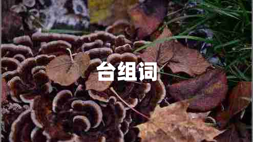 臺組詞