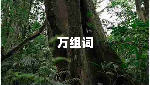 萬組詞