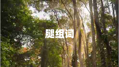 腿組詞