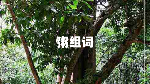粥組詞