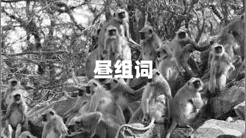 晝組詞