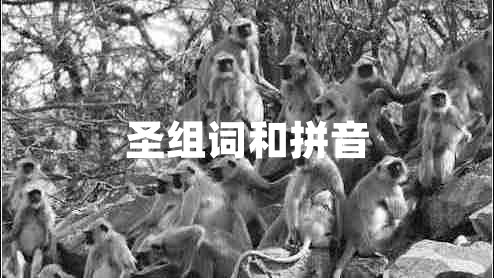 圣組詞和拼音