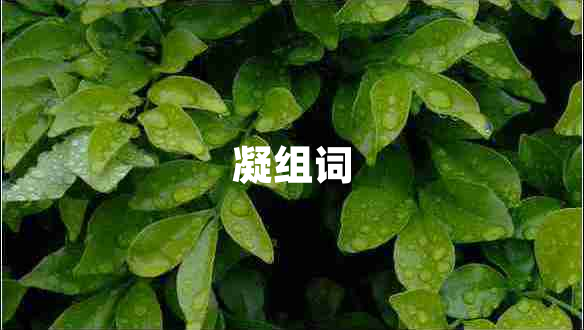 凝組詞