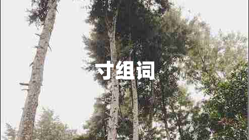 寸組詞