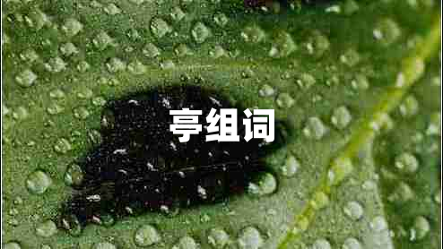 亭組詞
