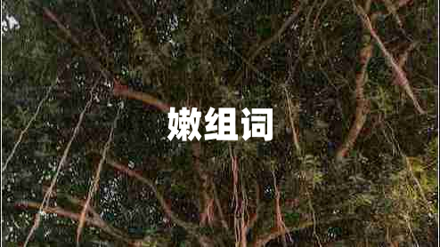 嫩組詞