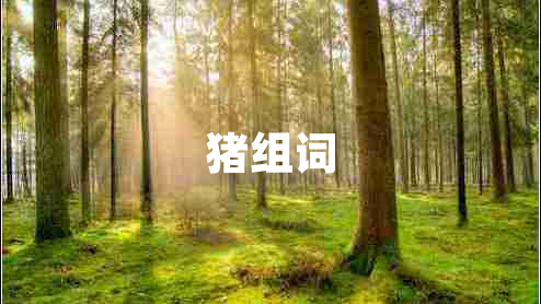 豬組詞