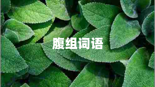 腹組詞語(yǔ)