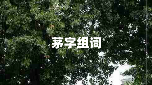 茅字組詞
