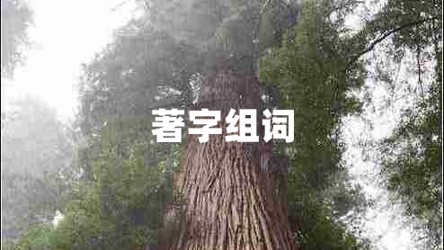 著(zhù)字組詞