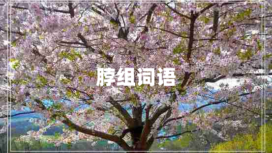 脖組詞語(yǔ)
