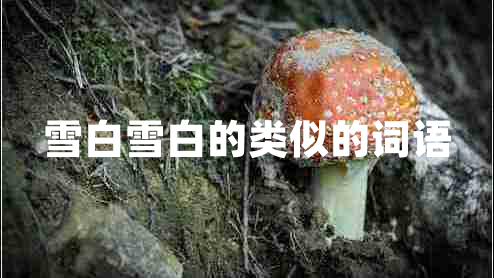 雪白雪白的類(lèi)似的詞語(yǔ)
