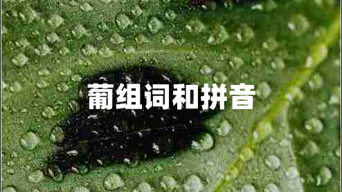 葡組詞和拼音