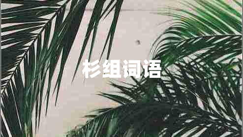 杉組詞語(yǔ)