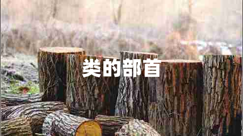 類(lèi)的部首