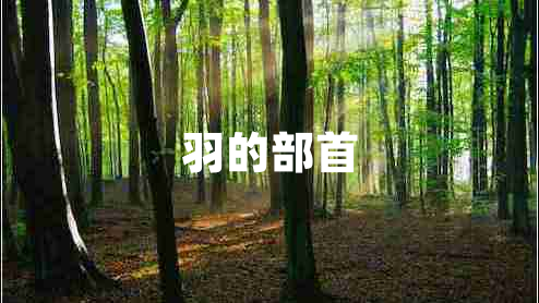 羽的部首