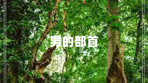 男的部首