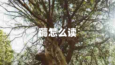 薅怎么讀