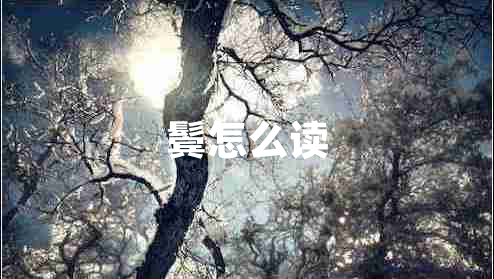 鬢怎么讀