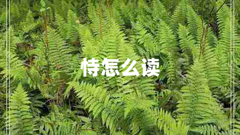 恃怎么讀