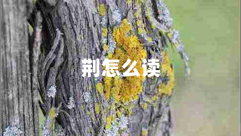 荊怎么讀