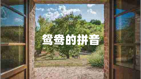 鴛鴦的拼音