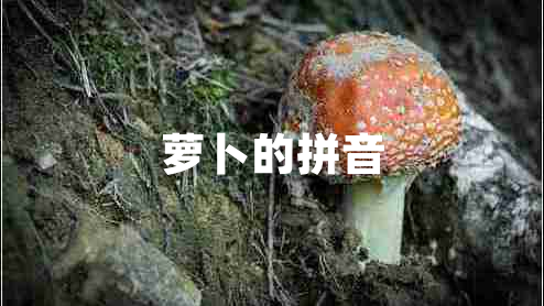 蘿卜的拼音