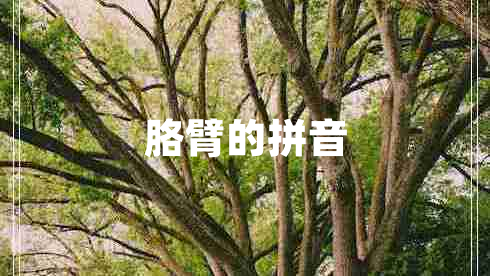 胳臂的拼音
