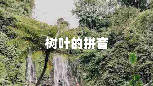 樹葉的拼音