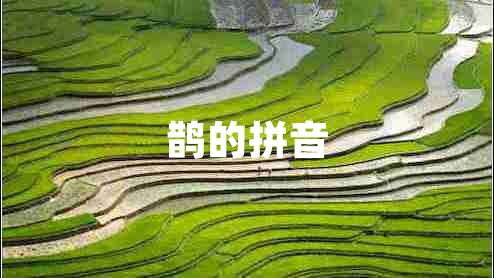 鵲的拼音