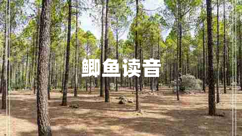 鯽魚(yú)讀音
