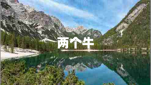 兩個牛