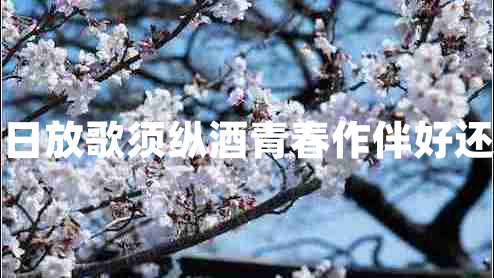 白日放歌須縱酒青春作伴好還鄉