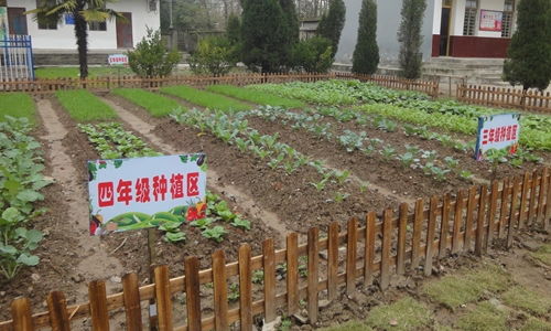 校園農耕園作文600字,校園里的蔬菜園作文,種蔬菜作文600字
