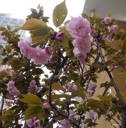 校園的炮仗花怎么寫(xiě)作文
