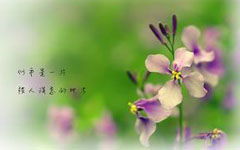 二級作文100字我的校園