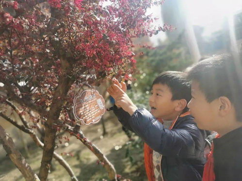 我與校園植物共成長(cháng)作文