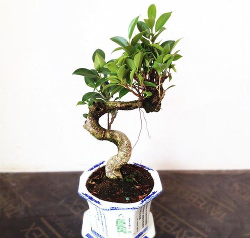校園小葉榕樹(shù)作文